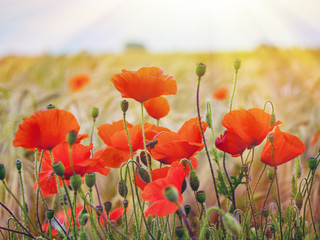 Obraz premium Macro picture of red poppies on a background of wheat ears on sunrise