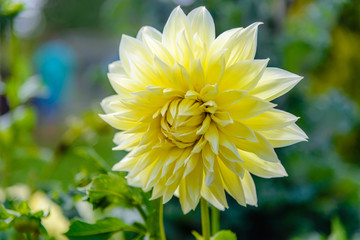 Blooming dahlia