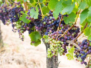 Bunches of cabernet sauvignon grapes in a vineyard in Bordeaux