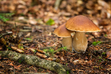 Edible mushrooms Boletus edulis
