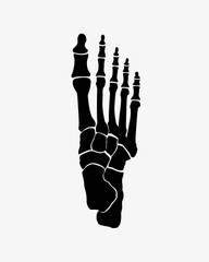 foot bones