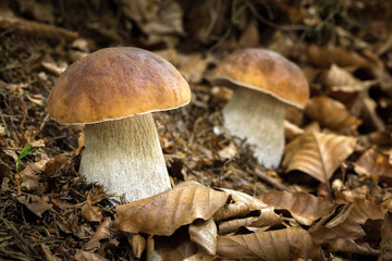 Edible mushrooms Boletus edulis - obrazy, fototapety, plakaty