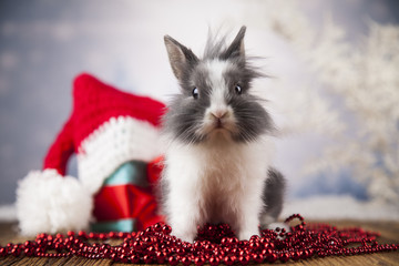 Fototapeta na wymiar Bunny with Rabbit, christmas red Santa hat on winter decoration