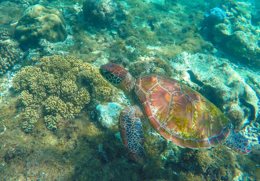 Lovely sea turtle closeup. Green turtle swimming in coral reef.