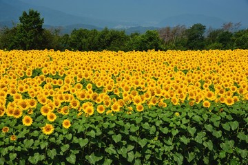 明野のひまわり畑