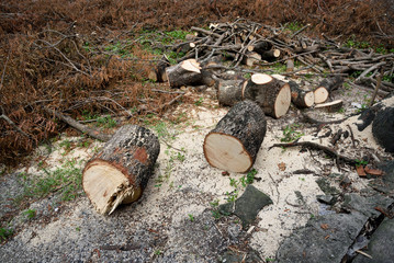 The destroyed forest loggers environmental disaster. deforestation. (dark tone)