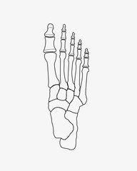 foot bones