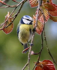 European Blue Tit (Cyanistes caeruleus) in autumn tree.
