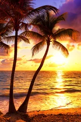 Poster de jardin Mer / coucher de soleil Cocotiers contre le coucher du soleil coloré