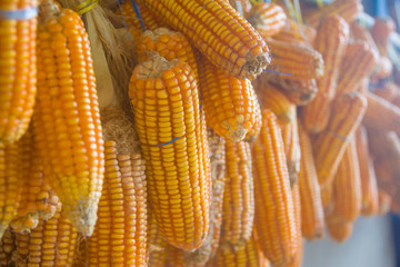 maize corn,Corn Post Harvest