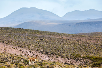 beautiful vicuna in the highlands