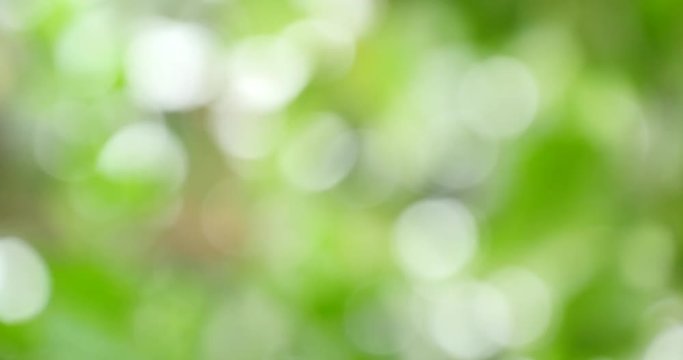 Defocused Green forest leaves wind for background
