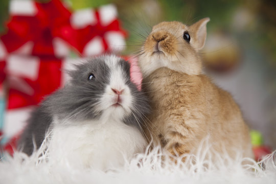 Little bunny,Funny rabbit on Christmas background