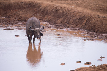 Buffalo in Aberdare National Park, Kenya