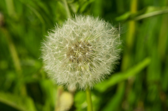 detailed close up of a Dandelion (Taraxacum) with green in the background