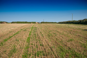 Fototapeta na wymiar Harvested field with bale of straw, fenced with bushes and a clear blue sky near Saint Issey in northern Cornwall.