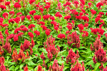 Red flower background 