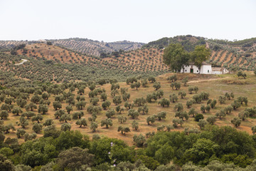 Fototapeta na wymiar Landelijke omgeving ten noorden van Córdoba 