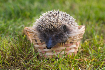 Whack in a basket on the grass