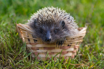 Whack in a basket on the grass