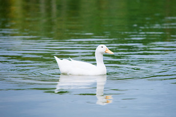 white duck on the water 