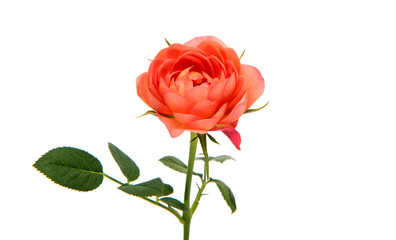 beautiful rosette isolated