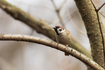 curious sparrows on a branch