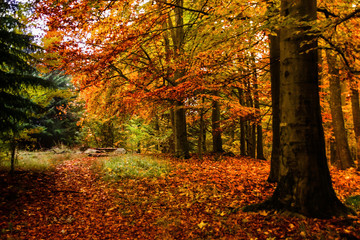 Autumn forest in Czech Republic
