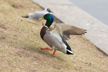 duck landing on the spring grass