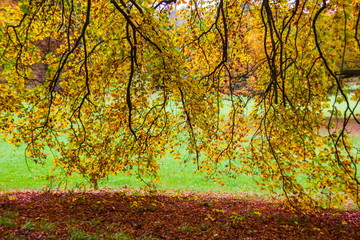 Autumn forest in Czech Republic