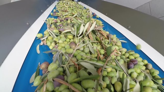 Conveyor belt with ripe olives on olive oil factory. Selective focus