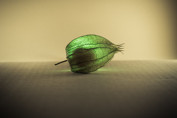 Physalis