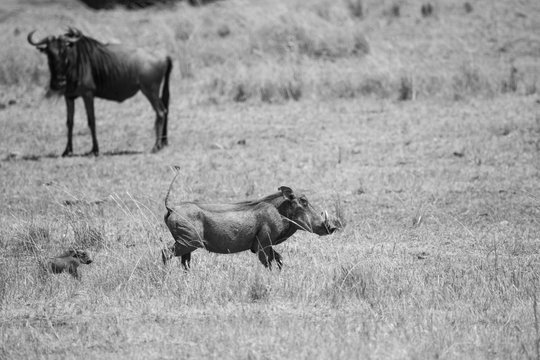 Pumba and his son Masai Mara in Kenya, Africa - Powered by Adobe