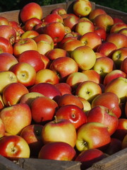 many apples in wooden boxes