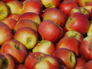 many apples in wooden boxes