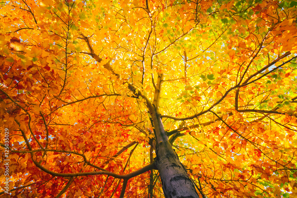 Wall mural tree with colorful leafs in fall