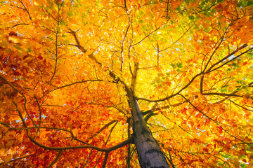 Fototapeta premium Tree with colorful leafs in fall