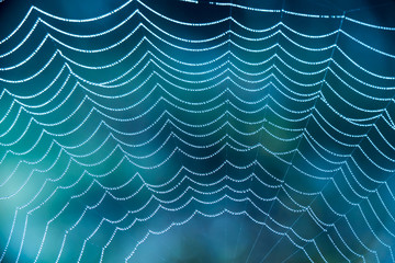 Spinnennetz im Morgentau - Altweibersommer 