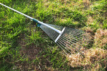 Dethatching lawn with a lawn rake in the spring garden