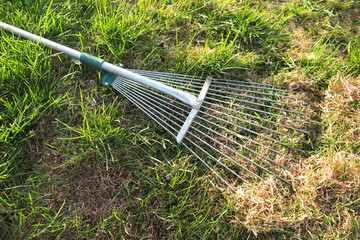 Dethatching lawn with a lawn rake in the spring garden