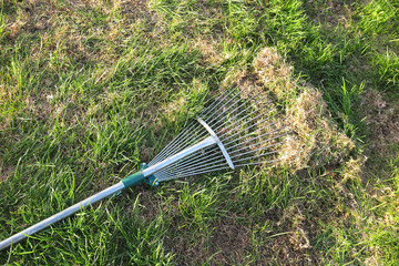 Dethatching lawn with a lawn rake in the spring garden