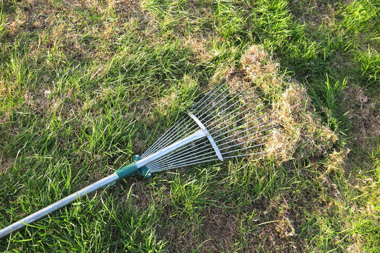 Dethatching lawn with a lawn rake in the spring garden