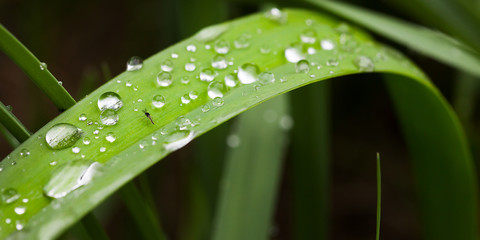 Mosquito dew. Macro photography