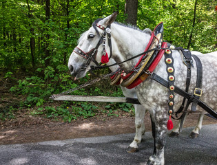 Horse harnessed in Germany, Castle Neuschwanstein, Bavaria, Germany