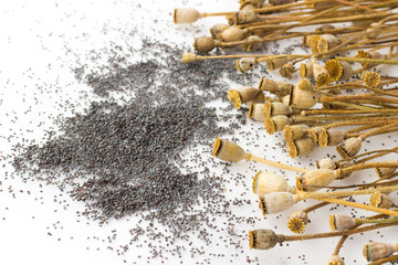 Poppy heads, poppy grain  on white background.