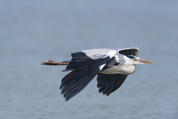 Graureiher, Grey heron, Ardea cinerea