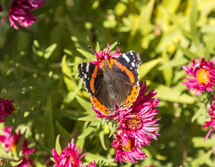 admiral butterfly at the flower