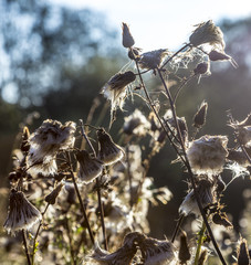 plant in a meadow in backlight