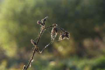 spyder net in morning light with wildflowers