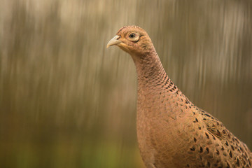 Fagiano (Phasianus colchicus) femmina
